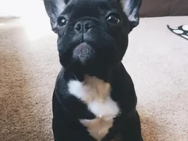 ~ENTER HERE~ Mother's Day Contest ~ May Frenchie of the Month