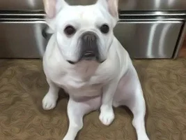 VOTE NOW!  February Frenchie-Tines