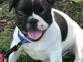 Puppy too thin?