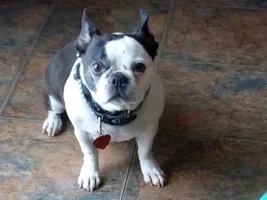 ~BitBit~French Bulldog Available for Adoption in Michigan