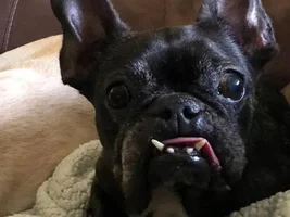 ~Scarlett~French Bulldog Available for Adoption in Texas