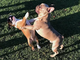 Bo trying to take on a bigger frenchie