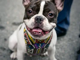 ~ENTER HERE~ March Frenchie of the Month contest "Frenchie Faces"