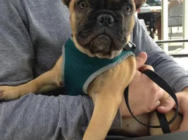 Hello from a new fawn member!