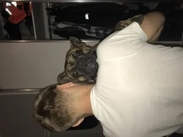 ~ENTER HERE~ Father's Day Frenchie of the Month Contest!