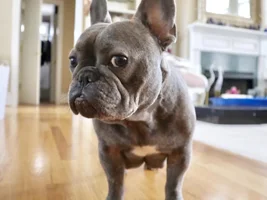 4 PAW MEMBERS!!!  Please vote for your favorite Frenchie Faces!