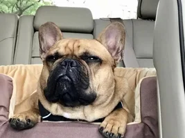 4 PAW MEMBERS!!!  Please VOTE for your favorite Sleepy Frenchies!