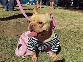 ~ENTER HERE~ Frenchie of the Month Contest ~ It's October!