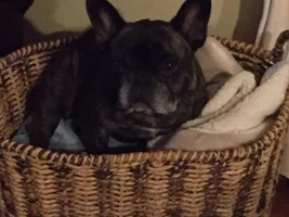 ~ENTER HERE~  August Frenchie of the Month  ~ LAZY FRENCHIES ~