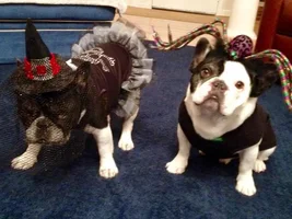 ENTER HERE ~ Frenchie Halloween Costume Contest