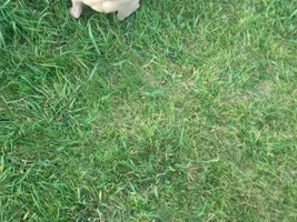 Possibly getting a second Frenchie today