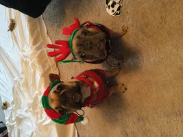 Hugo & Maple