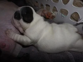 Getting a second Frenchie
