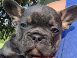 Trying to decide on a puppy.