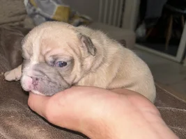 What colour are my puppies ?