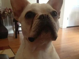 VOTE HERE!!!!  December Frenchie of the Month!