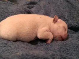 Hazel had her pups