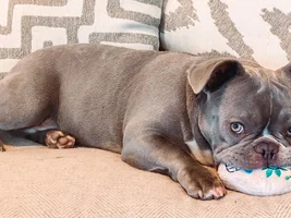 French bulldog ears - HELP!!