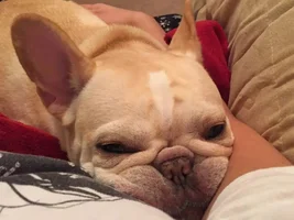4 PAW MEMBERS!!! Please vote for your Frenchie-tines!