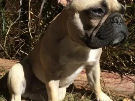 Little Miss Bisou