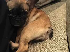 Puppy not tolerating Fromm help!