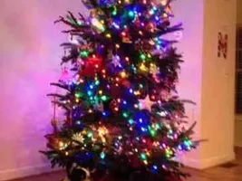 Let's see that tree!