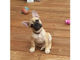 4 Paw Members, Please vote for May Frenchie of the Month!