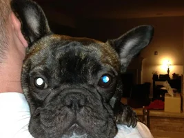 Frenchie Butt!