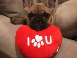 4 PAW MEMBERS!!! Please vote for your Frenchie-tines!