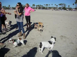 Frenchie Meet up group event this weekend Dec 1st