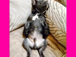 VOTE NOW! Snoring Snoozing Frenchie Contest!