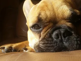 My name is Jeff from Michigan and my pup is Jabba