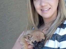 Anyone Have Pictures Of Your Frenchie's Parents???