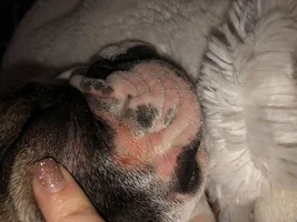 Frenchie skin issues