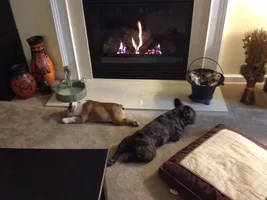 Cheli and Lambeau - pics and a video