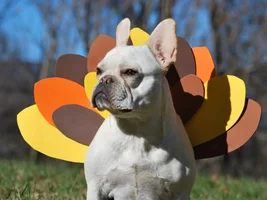 Happy Thanksgiving.... Gobble Gobble Gidget