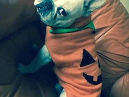 ~ENTER HERE~ Frenchie of the Month Contest ~ It's October!