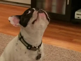 May 2014 ~ Frenchie of the Month Contest ~ENTER HERE~