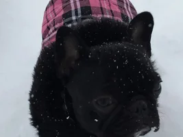 The Blizzard of 2015