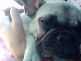 Baby Bisou isn't a baby anymore...