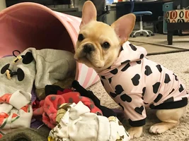 The life of a frenchie