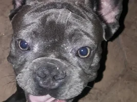 first time frenchie owner and need help!!!