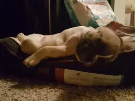 ~ENTER HERE~ August 2016 Frenchie of the Month ~ SLEEPY FRENCHIES