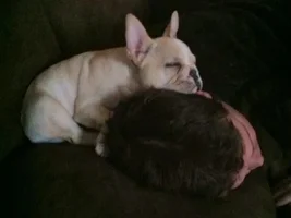 June 2014 Frenchie of the Month Contest! ~ENTER HERE~