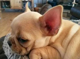 August 2014 Frenchie of the Month Contest ~ENTER HERE~