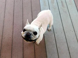 ~ENTER HERE~ April 2015 Frenchie of the Month ~ Happy Frenchies!