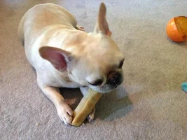 Himalayan Chews are a hit!