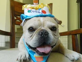 Happy Birthday to Rocco!