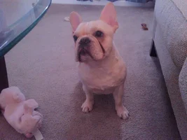 To breed or not to breed