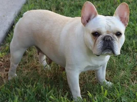 Our Frenchies - challenge